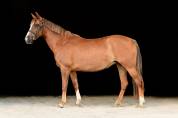 Ponette taille C PFS 7 ans 