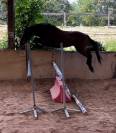 Hongre 3 ans PFS pour sport