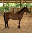 Hongre 3 ans PFS pour sport