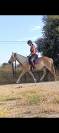 Jument/Ponette D 4 ans ONC