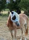 Jument/Ponette D 4 ans ONC