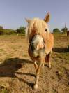 Jument/Ponette D 4 ans ONC