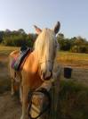Jument/Ponette D 4 ans ONC