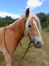 Jument/Ponette D 4 ans ONC
