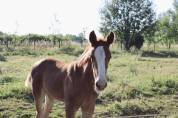 Puledra sBs Cavallo da Sport Belgio In vendita 2025 Sauro ,  Newston Sitte LB