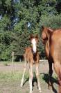 Puledra sBs Cavallo da Sport Belgio In vendita 2025 Sauro ,  Newston Sitte LB
