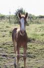 Puledra sBs Cavallo da Sport Belgio In vendita 2025 Sauro ,  Newston Sitte LB