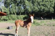 Puledra sBs Cavallo da Sport Belgio In vendita 2025 Sauro ,  Newston Sitte LB