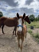 Puledra sBs Cavallo da Sport Belgio In vendita 2025 Sauro ,  Newston Sitte LB
