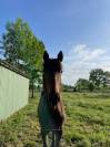 Poulain BWP d'un an 