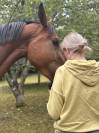 DP demi pension jument 4 ans 