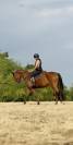 DP demi pension jument 4 ans 