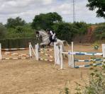 Yegua de salto con 10 años