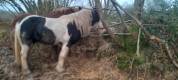 saillie par irish cob oc
