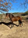 Pure race espagnole