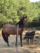 Pure race espagnole