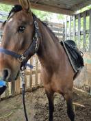 Pure race espagnole