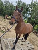 Pure race espagnole