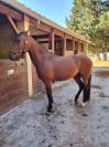 Pure race espagnole
