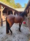 Pure race espagnole