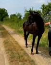 Castrone Trottatore Francese In vendita 2021 Nero