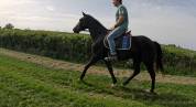 Castrone Trottatore Francese In vendita 2021 Nero
