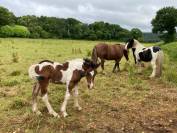 poulain pie irish x breton