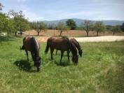 FORMATION CHEVAUX REFORMES DES COURSES