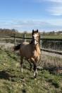 Pouliche Appaloosa ApHC de 2024