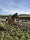 Pouliche Appaloosa ApHC de 2024