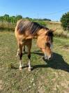 Pouliche Appaloosa ApHC de 2024