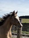 Pouliche Appaloosa ApHC de 2024
