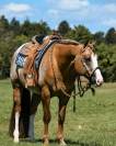Pouliche Appaloosa ApHC de 2024