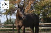 Pouliche Appaloosa ApHC de 2024