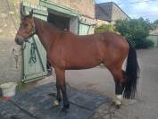 SF originel, 4 ans, très gentil 