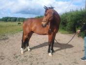 SF originel, 4 ans, très gentil 
