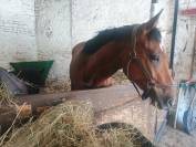 SF originel, 4 ans, très gentil 