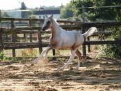 Pouliche croisement poney/cheval sport