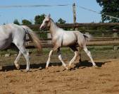 Pouliche croisement poney/cheval sport