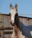 Pouliche croisement poney/cheval sport