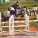 Pouliche croisement poney/cheval sport