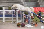 Pouliche croisement poney/cheval sport