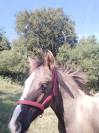 Cheval criollo 