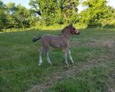 Cheval criollo 
