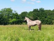 Cheval criollo 