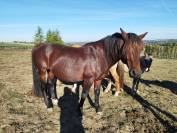 Cheval criollo 