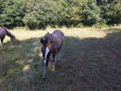 Cheval criollo 
