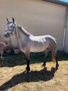 PONEY CONNEMARA FEMELLE NEE EN 2021