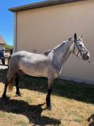 PONEY CONNEMARA FEMELLE NEE EN 2021