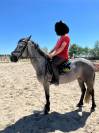 PONEY CONNEMARA FEMELLE NEE EN 2021